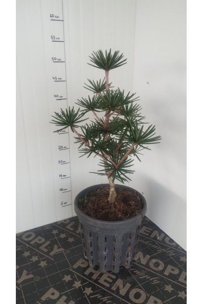 Сціадопітіс мутовчастий саджанець